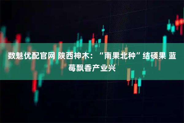 数魅优配官网 陕西神木：“南果北种”结硕果 蓝莓飘香产业兴