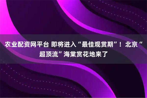 农业配资网平台 即将进入“最佳观赏期”！北京“超顶流”海棠赏花地来了
