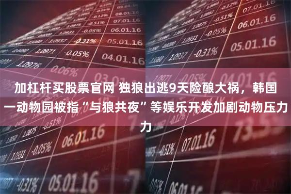 加杠杆买股票官网 独狼出逃9天险酿大祸，韩国一动物园被指“与狼共夜”等娱乐开发加剧动物压力